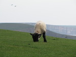 SX05247 Little lamb grazing on cliffs by Southerndown.jpg